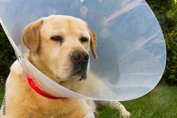 Obraz Cane malato con collare elisabettiano