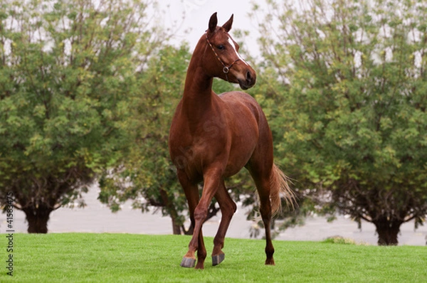 Obraz Gniady koń arabski