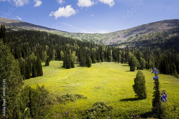Obraz forest in the mountains