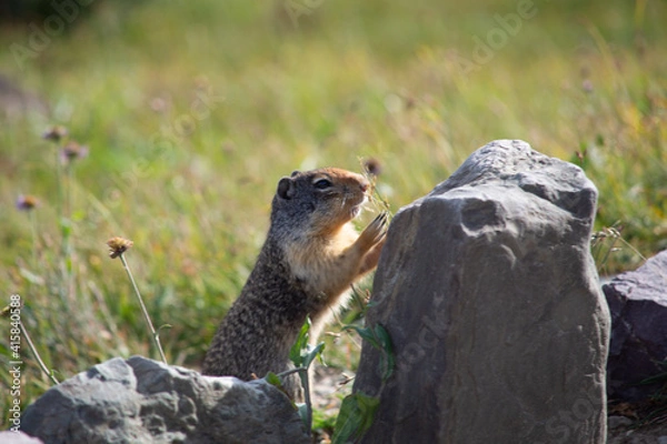 Obraz marmot in the mountain
