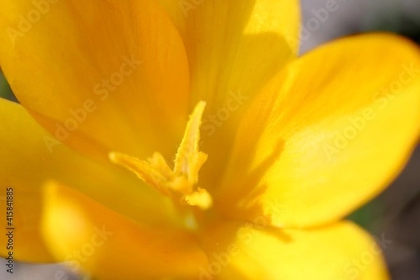 Fototapeta yellow crocus flower