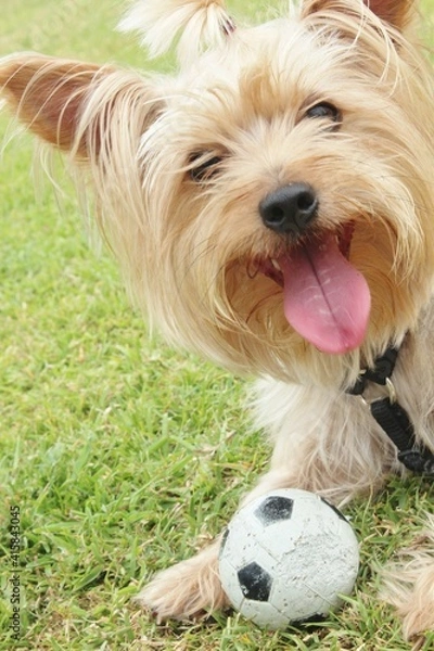 Obraz Juego de con mi perro