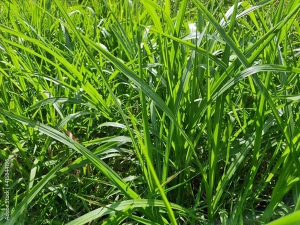 Obraz grama, capim, verde, mato, terreno, 