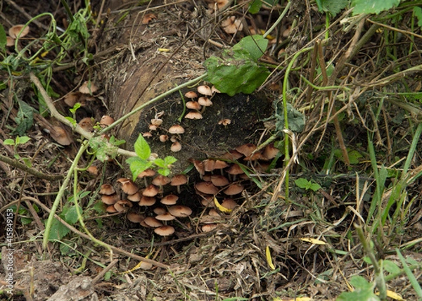 Fototapeta Forest ecosystem. Fungi. Closeup view of a mushroom colony growing on a rotting tree trunk in the woods.