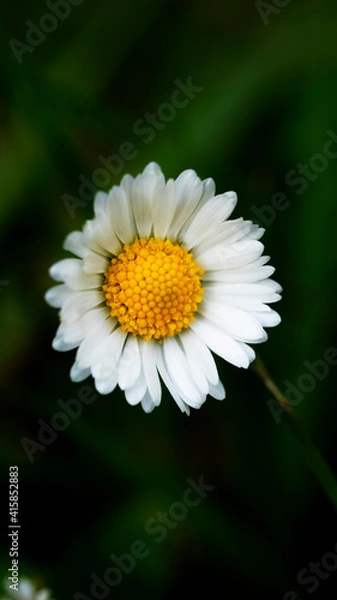Obraz This vertical photo of a chamomile was shot in a macro style. There is a space for text.
