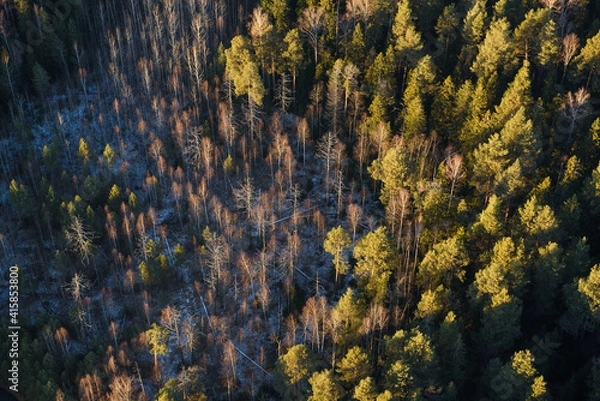 Fototapeta autumn forest background