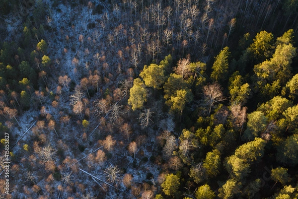 Fototapeta moss on rock