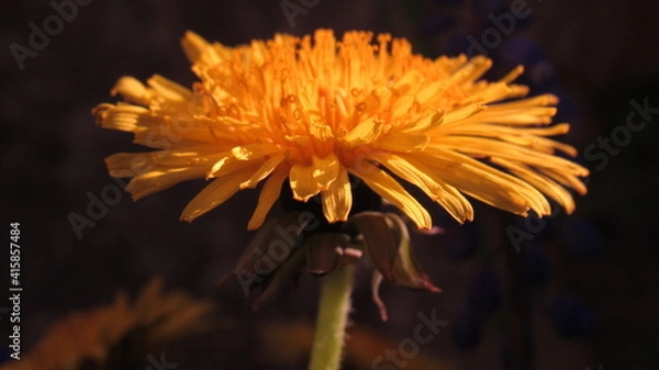Fototapeta Dandelion