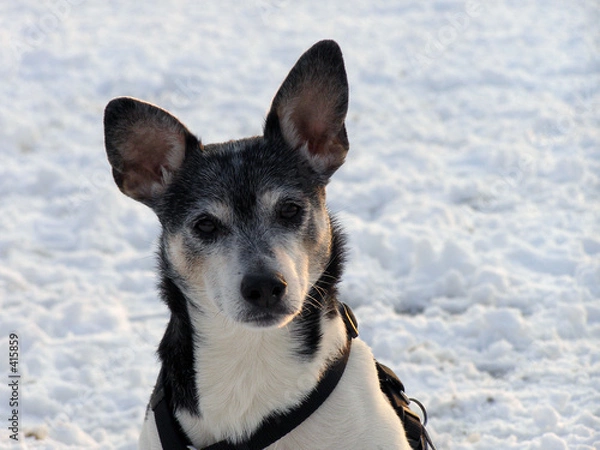 Obraz rat terrier