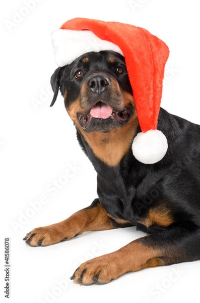 Obraz Santa Rottweiler