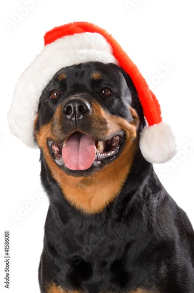 Obraz Santa Rottweiler