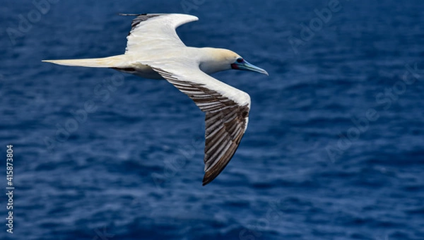 Fototapeta Seabird Masked, Blue-faced Booby (Sula dactylatra) flying over the blue ocean. Seabird is hunting for flying fish jumping out of the water.