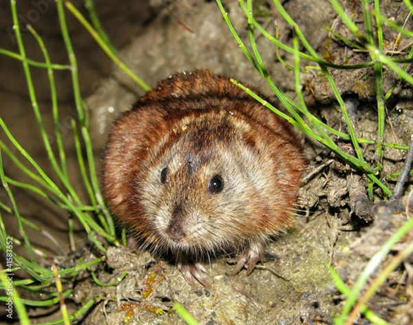 Fototapeta Siberian Brown Lemming