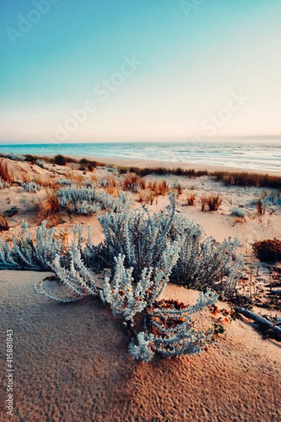 Obraz Beach at sunset, flowers