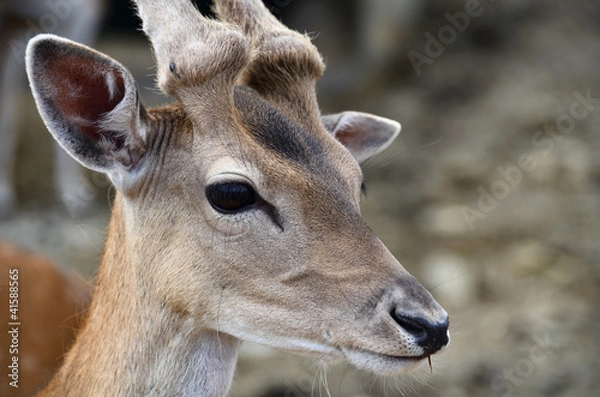 Obraz Deer