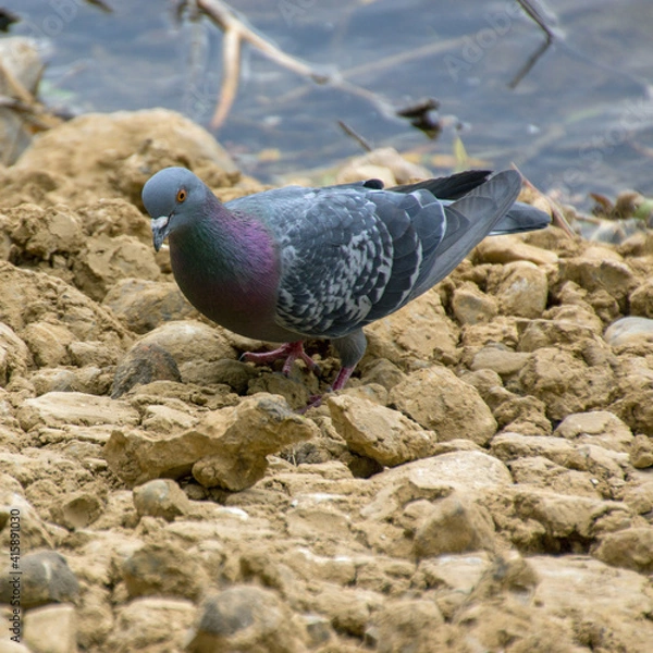 Fototapeta Taube am Ufer eines Flusses
