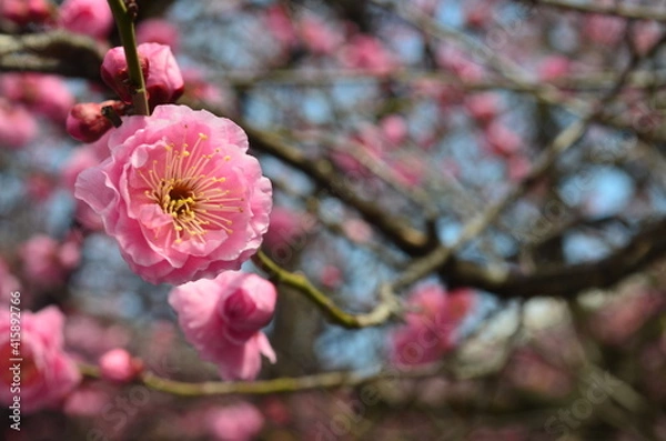 Fototapeta Plum blossoms