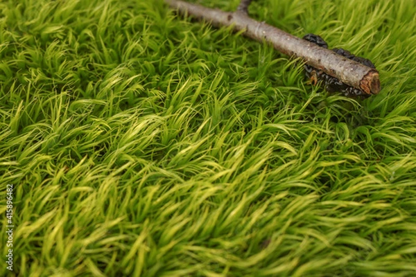 Obraz stick on green moss