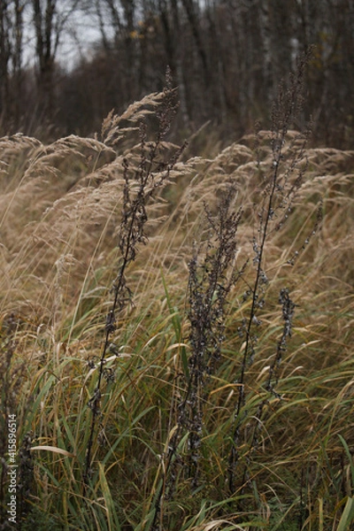 Obraz autumn grass in the forest