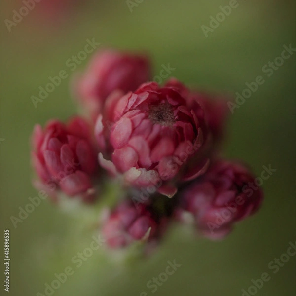 Obraz close up of pink flower