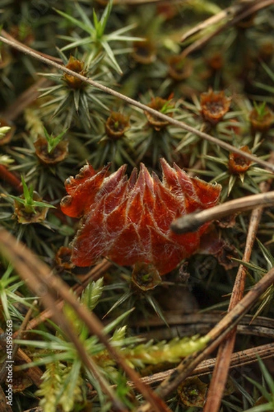 Obraz cones on moss