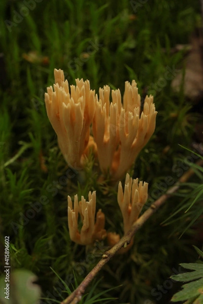 Obraz mushrooms on the moss