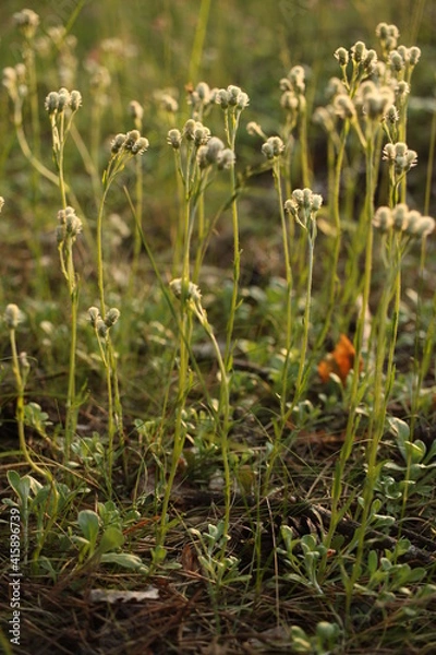 Obraz grass and flowers