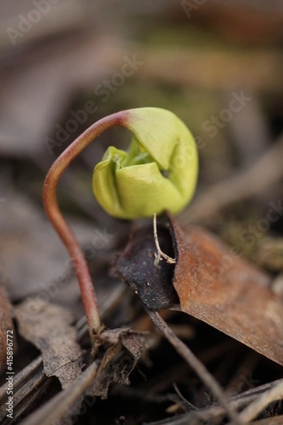 Obraz close up of a plant