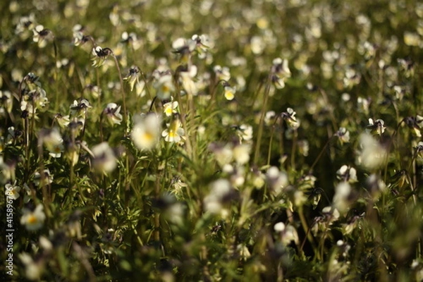 Obraz field of flowers