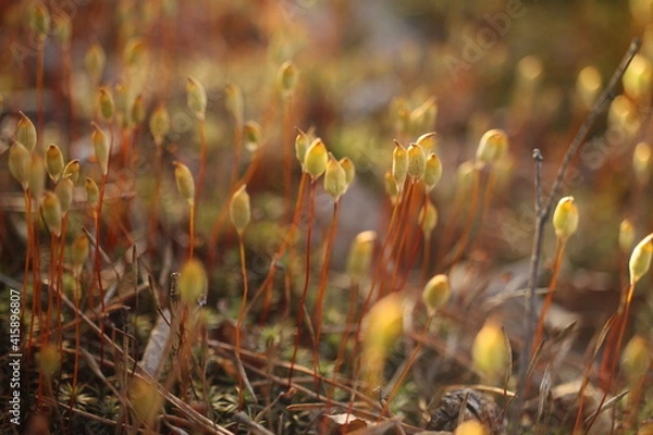 Obraz grass in the morning