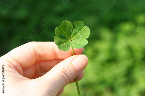 Obraz four leaf clover