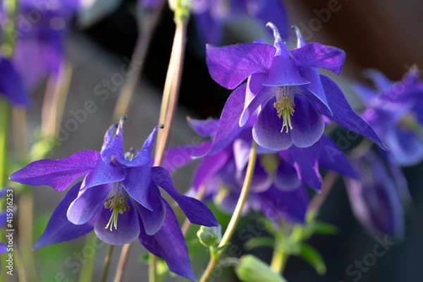 Fototapeta Perennial herb Aquilegia vulgaris with blue flowers on a dark blurred background