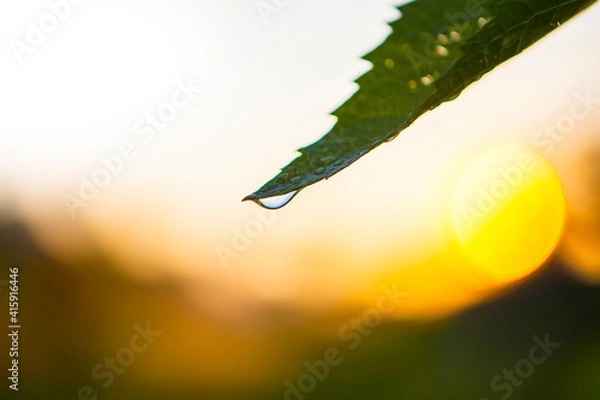 Obraz Isolated drinking Water Droplet hanging from a Leaf in Nature with a sunny warm Background, Metaphor for Purity and Health