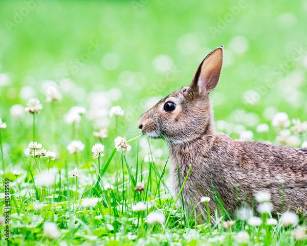Obraz Cute little bunny rabbit sitting in the field and eating wild clover