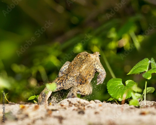 Obraz North American groundhog in nature during sunrise in the field