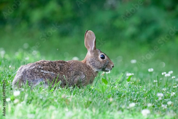 Obraz North American groundhog in nature during sunrise in the field