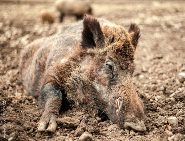 Obraz Big Boar lying in the mud in a German wildlife resort in Landsberg