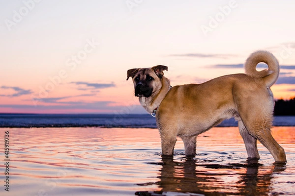 Obraz Chinook Dog with Blue eyes on a walk on the lake huron in the water during sunset