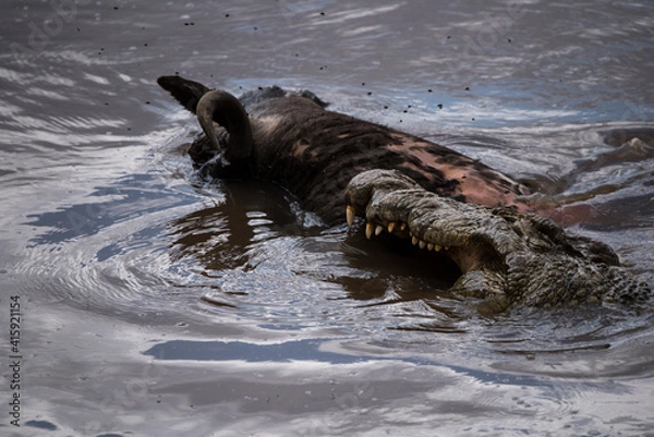 Obraz Nile Crocodile eating a Buffalo