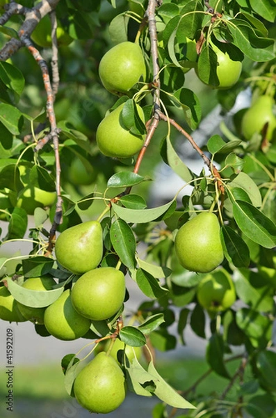 Obraz Green pear on the branch of the tree