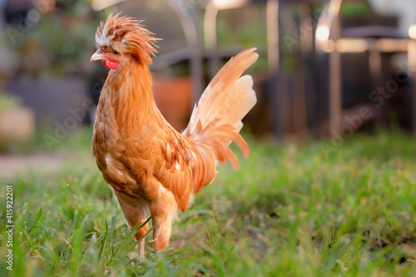 Obraz Young chicken in green grass