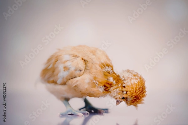 Obraz Young golden chick on soft background