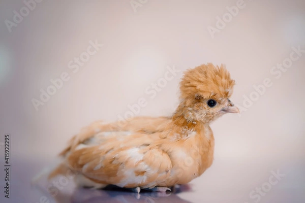 Obraz Young golden chick on soft background