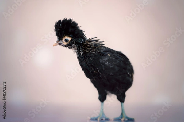 Fototapeta Young black chick on soft background
