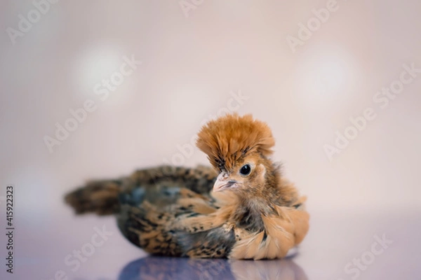 Obraz Young chick on soft background