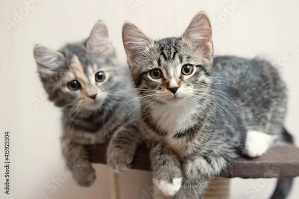 Fototapeta Two cute gray kittens lie on the cat furniture at home