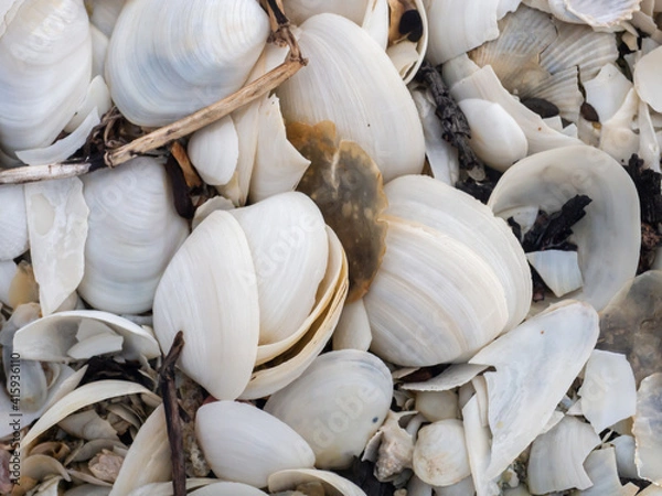 Fototapeta White seashell on the beach, dead shells