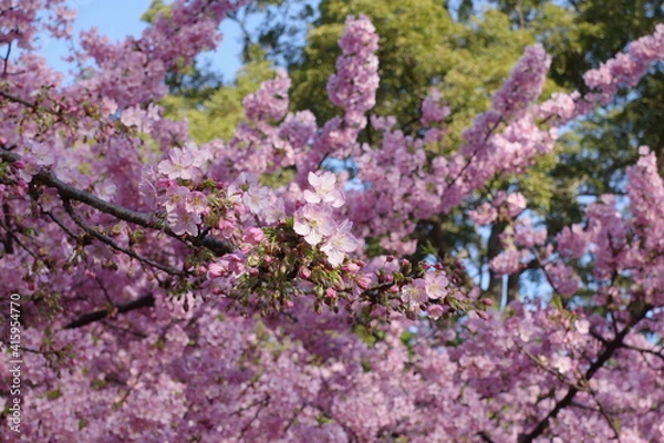 Fototapeta 桜の花