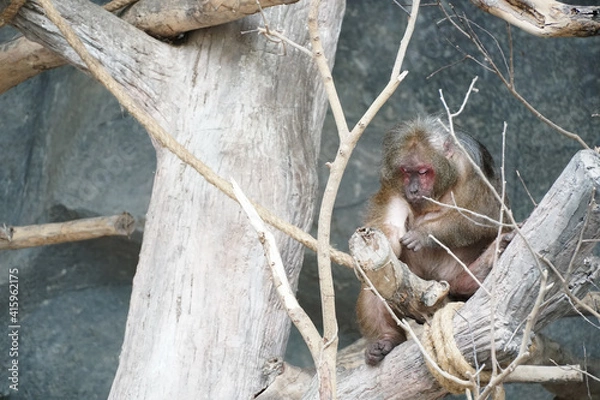 Obraz stump tailed macaque is sitting on tree looking at arm