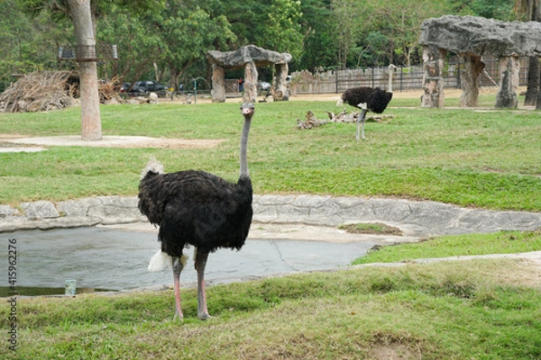 Fototapeta Ostrich is looking at camera with green grass background